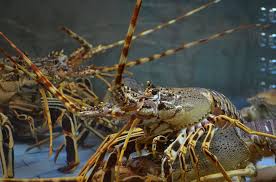 Kebijakan Perizinan Ekspor Benih Lobster dalam Perspektif Maslahah Mursalah