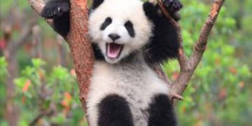 Panda Sebagai Diplomasi Soft Power China