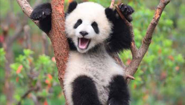 Panda ‘Diplomat’ Lucu nan Menggemaskan dari China